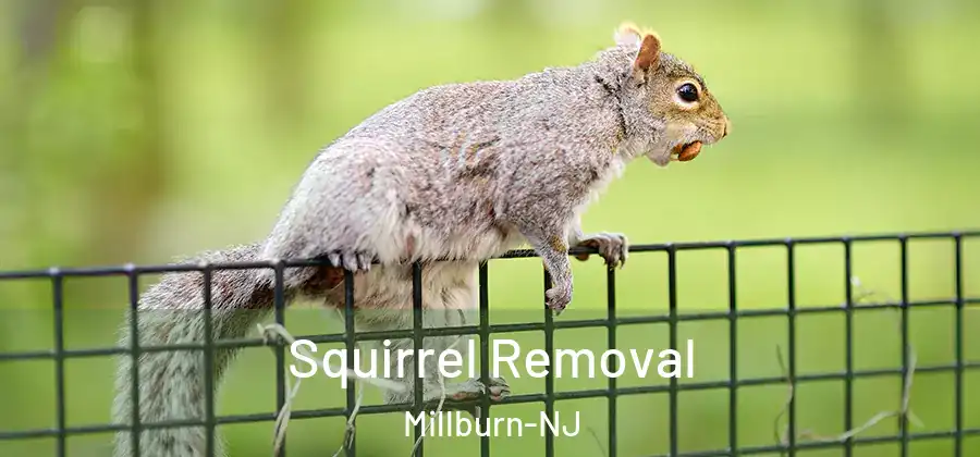  Squirrel Removal Millburn-NJ