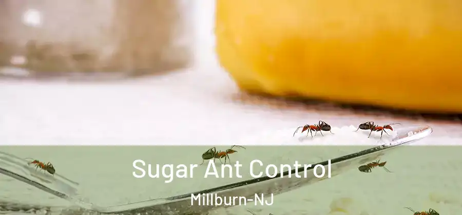  Sugar Ant Control Millburn-NJ
