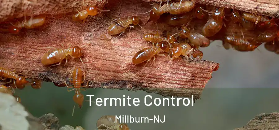 Termite Control Millburn-NJ