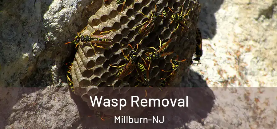  Wasp Removal Millburn-NJ