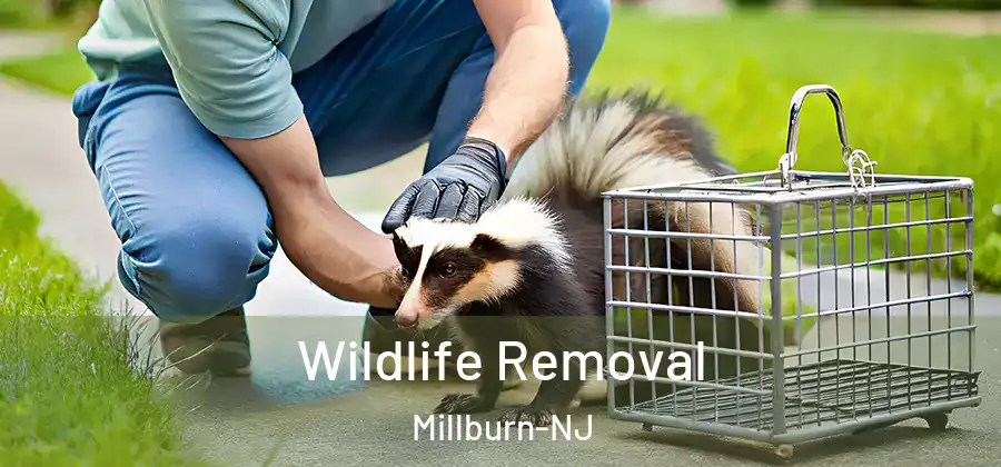 Wildlife Removal Millburn-NJ