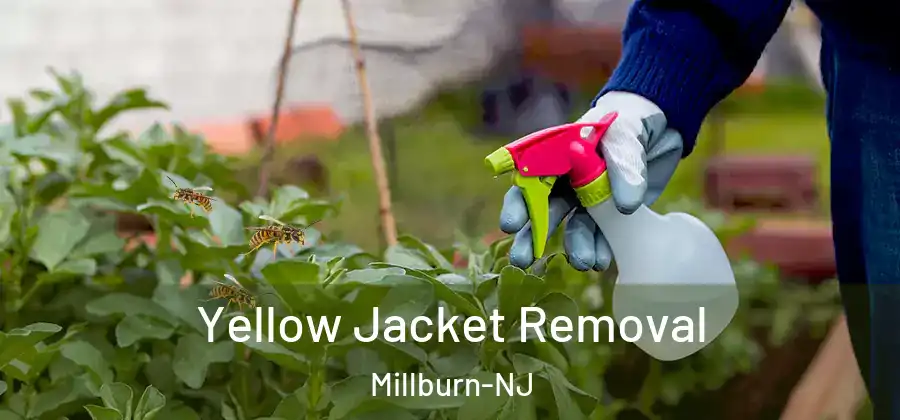 Yellow Jacket Removal Millburn-NJ